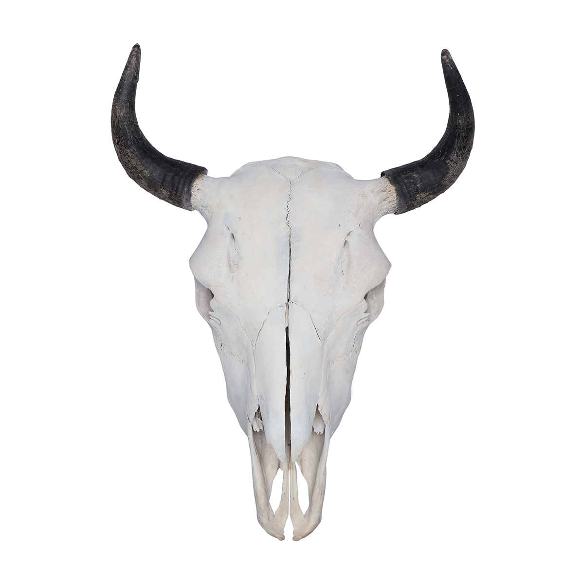 Buffalo Skulls with Horn Caps