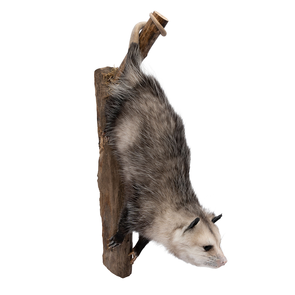 Opossum