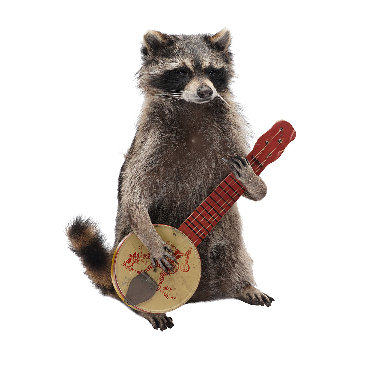 Raccoon Band Members