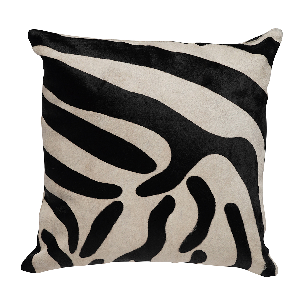 Zebra on White