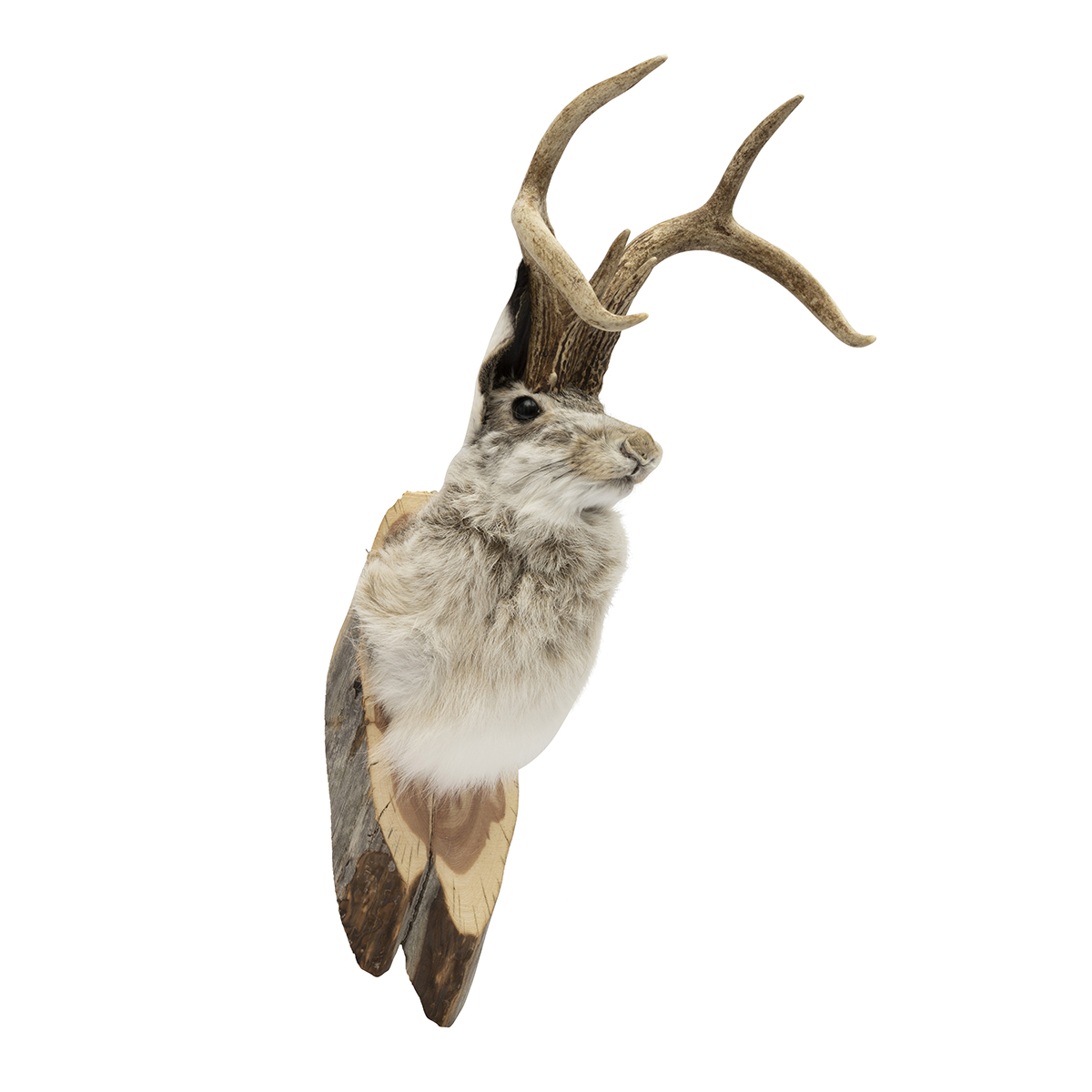 Jackalope