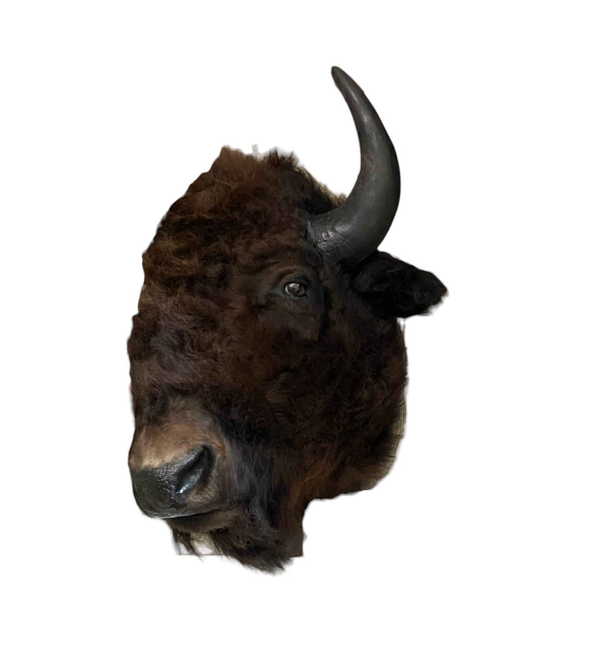 Buffalo Head Mount