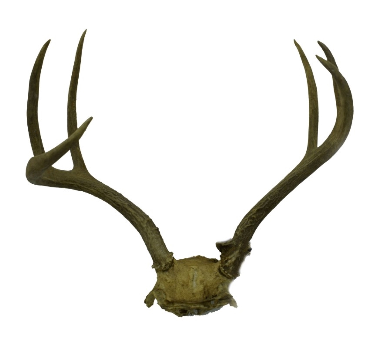 Deer Skull