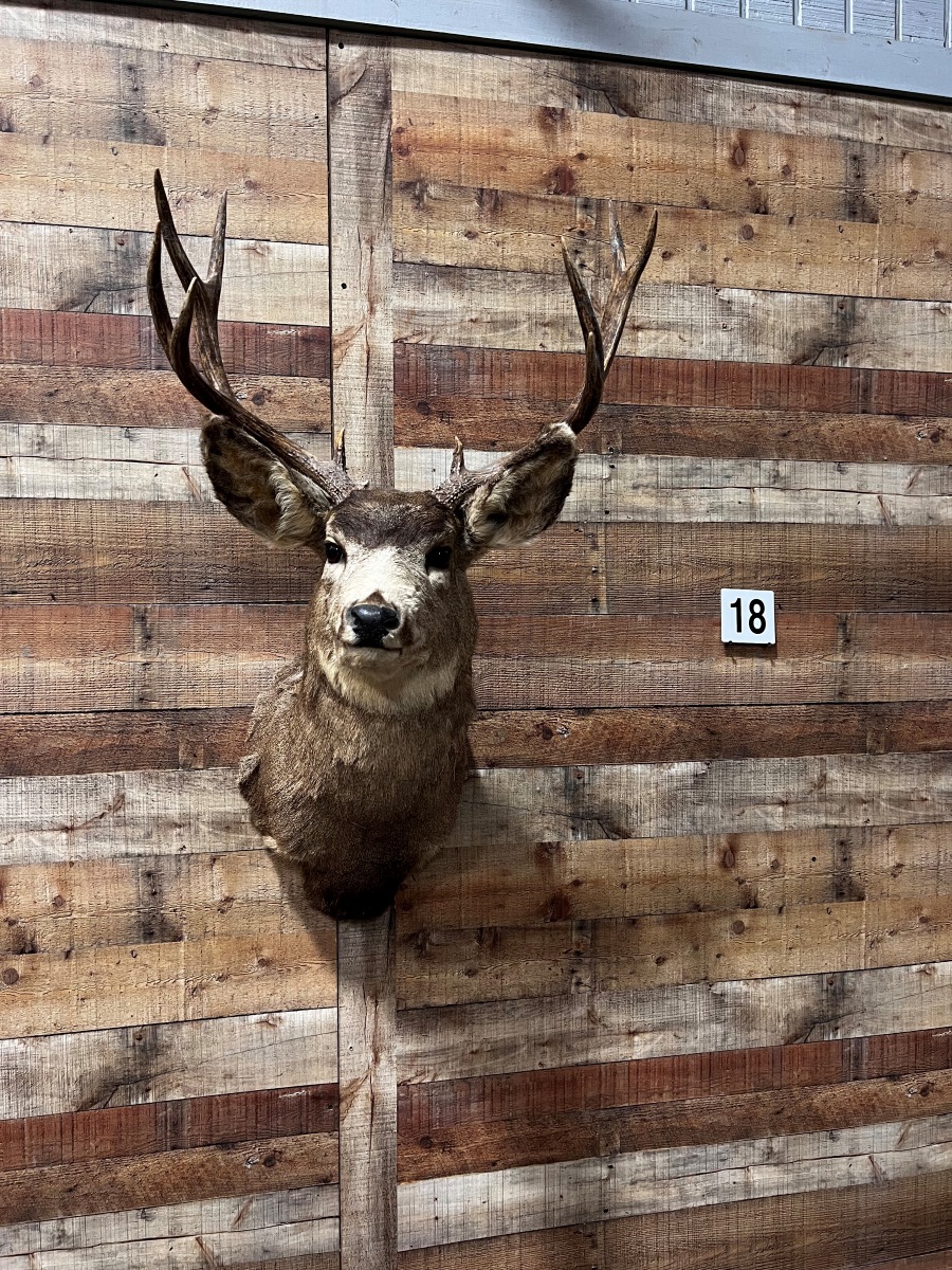 Mule Deer