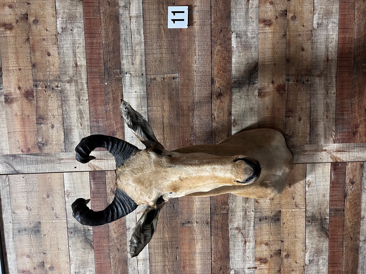 Lichtenstein Hartebeest