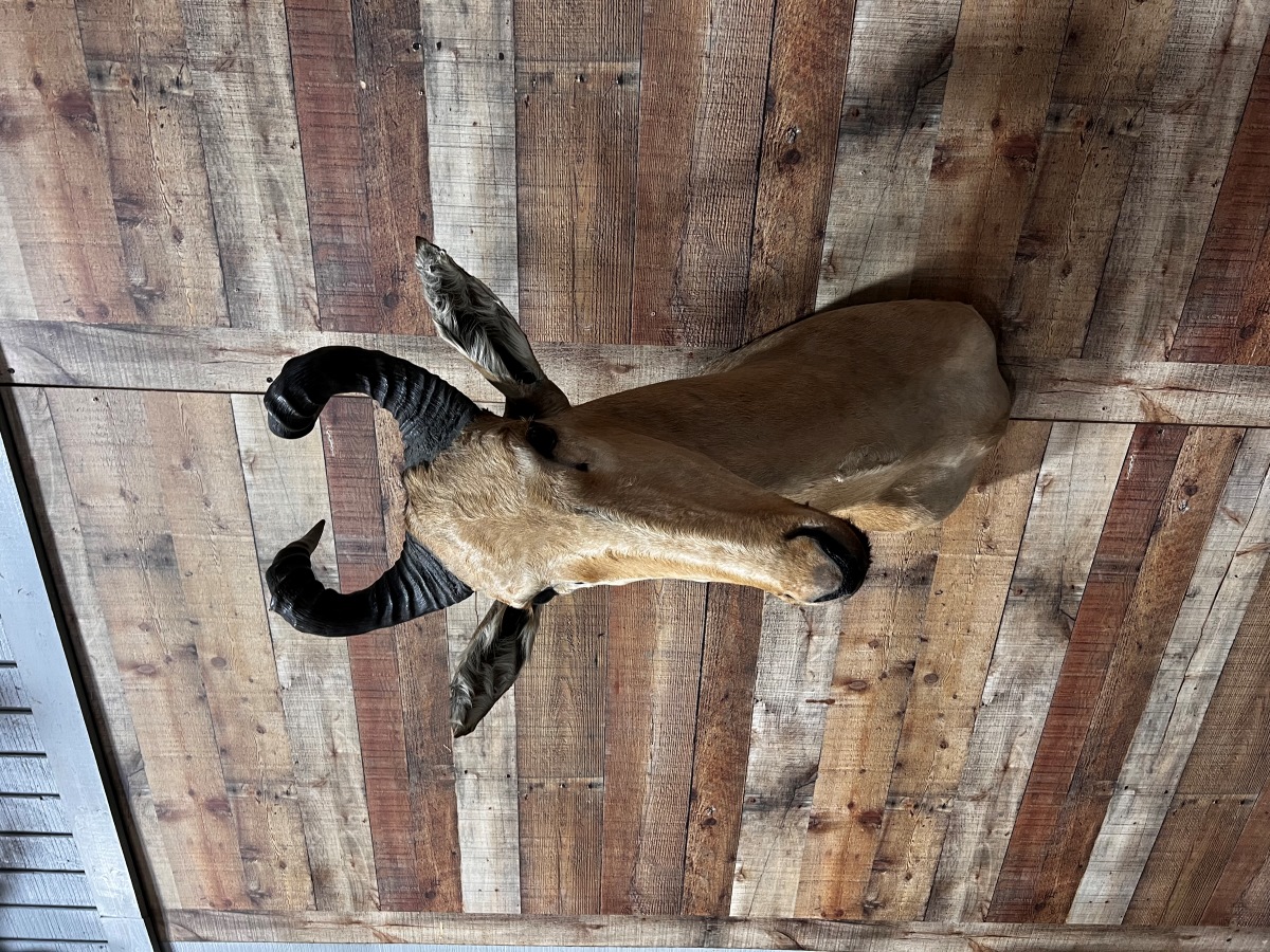 Lichtenstein Hartebeest