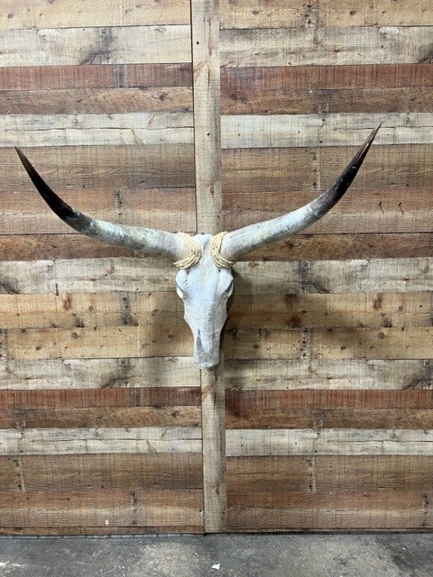Longhorn Skulls