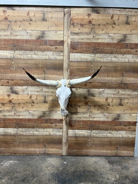 Longhorn Skulls