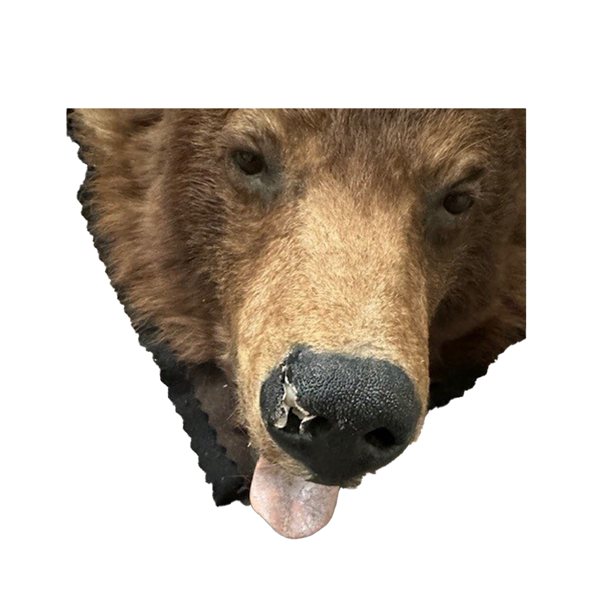 Vintage Bear Rug (Closeout)