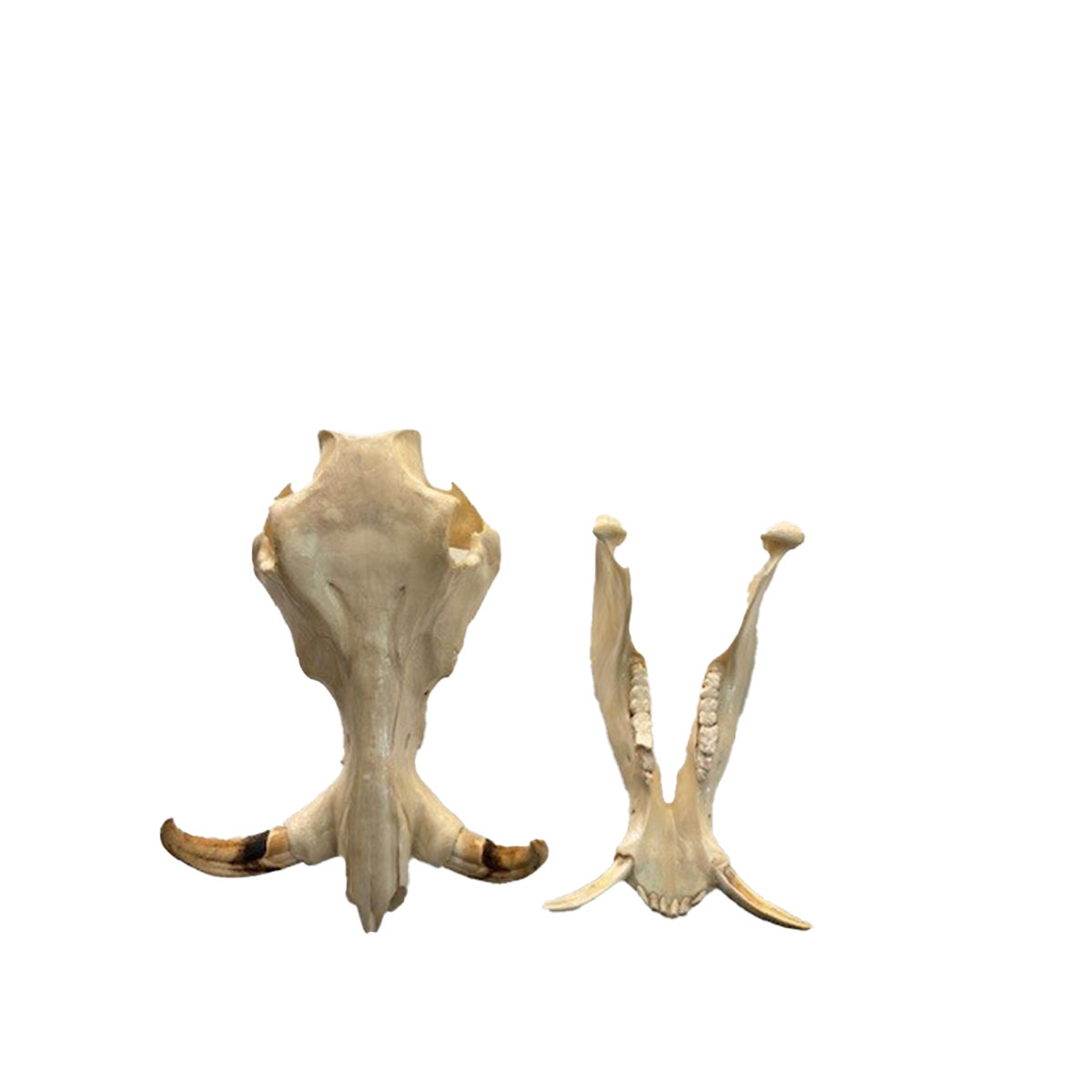 Warthog Skull (Closeout)