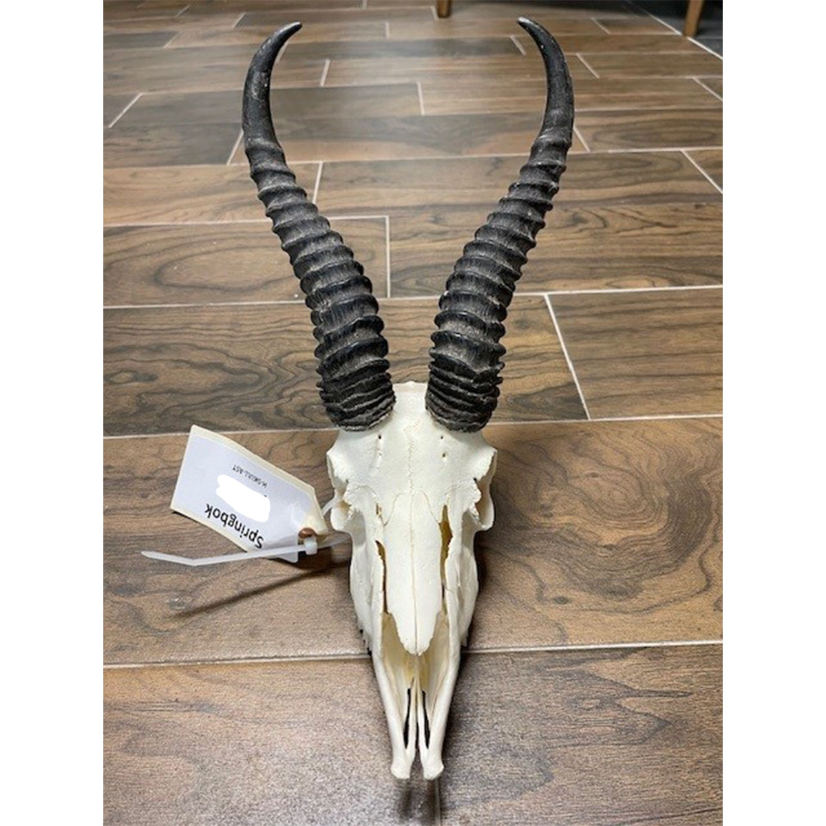 Springbok Skull (Closeout)