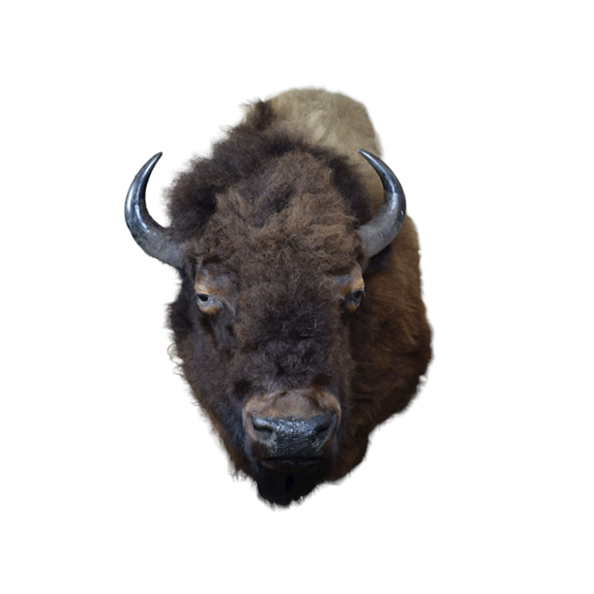Buffalo Small Shoulder Mount
