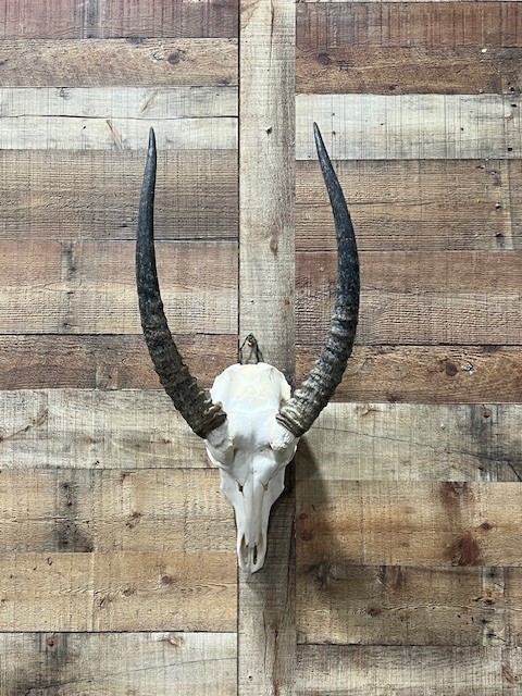 Waterbuck Skull (Closeout)