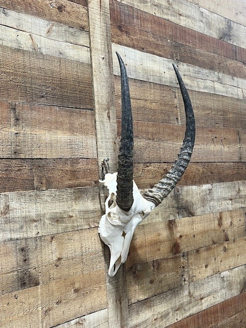 Waterbuck Skull (Closeout)