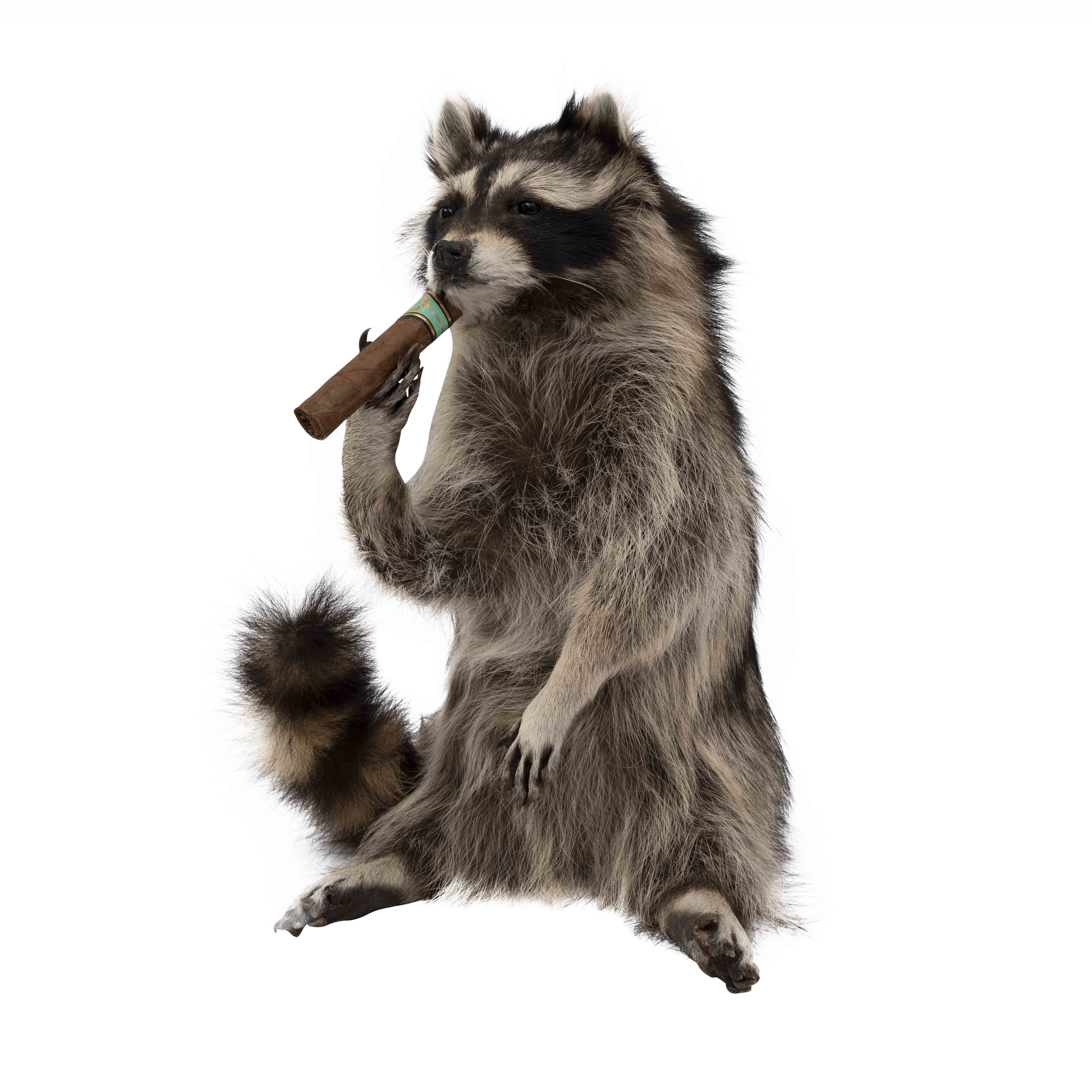 Cigar Smoking Raccoon