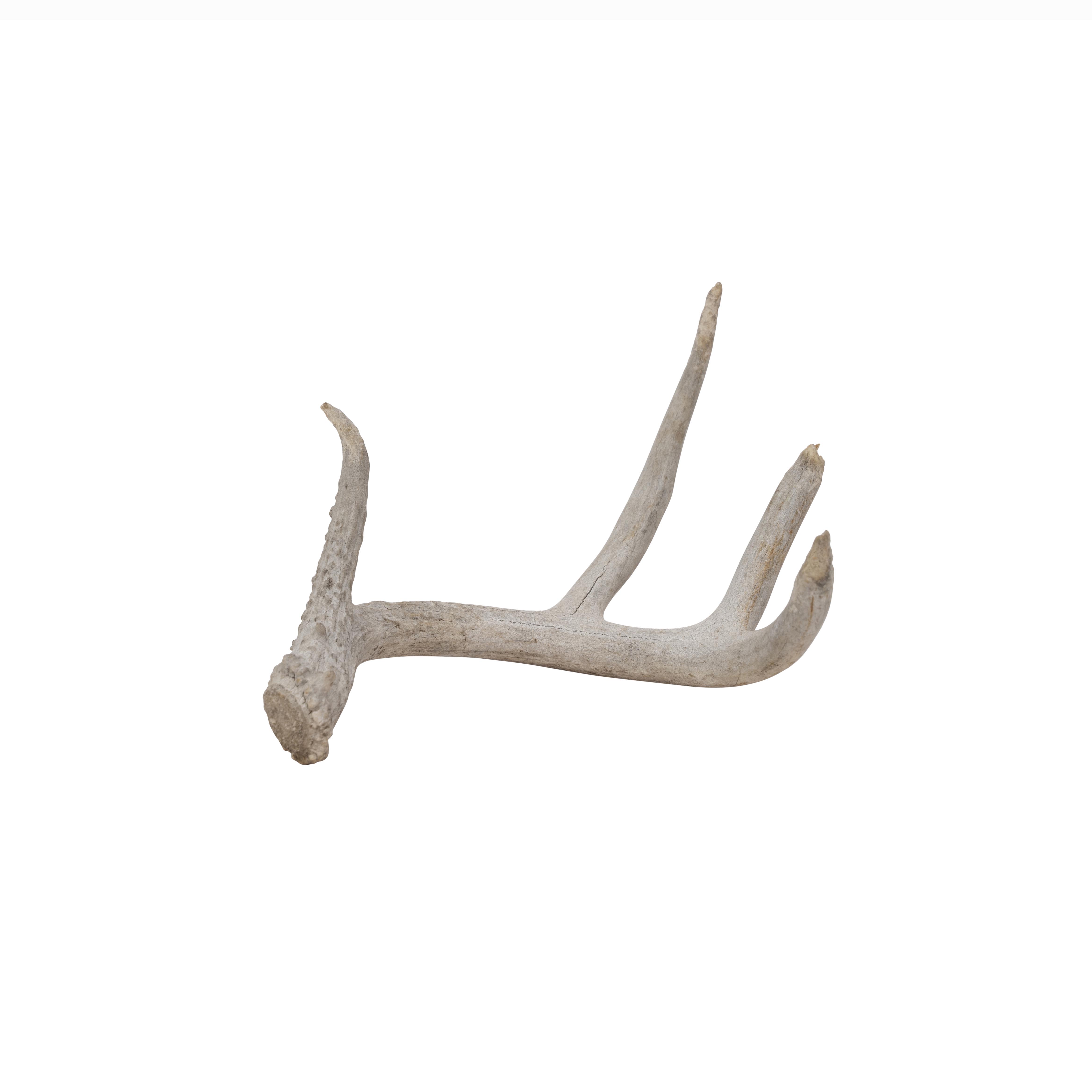 Deer Antler