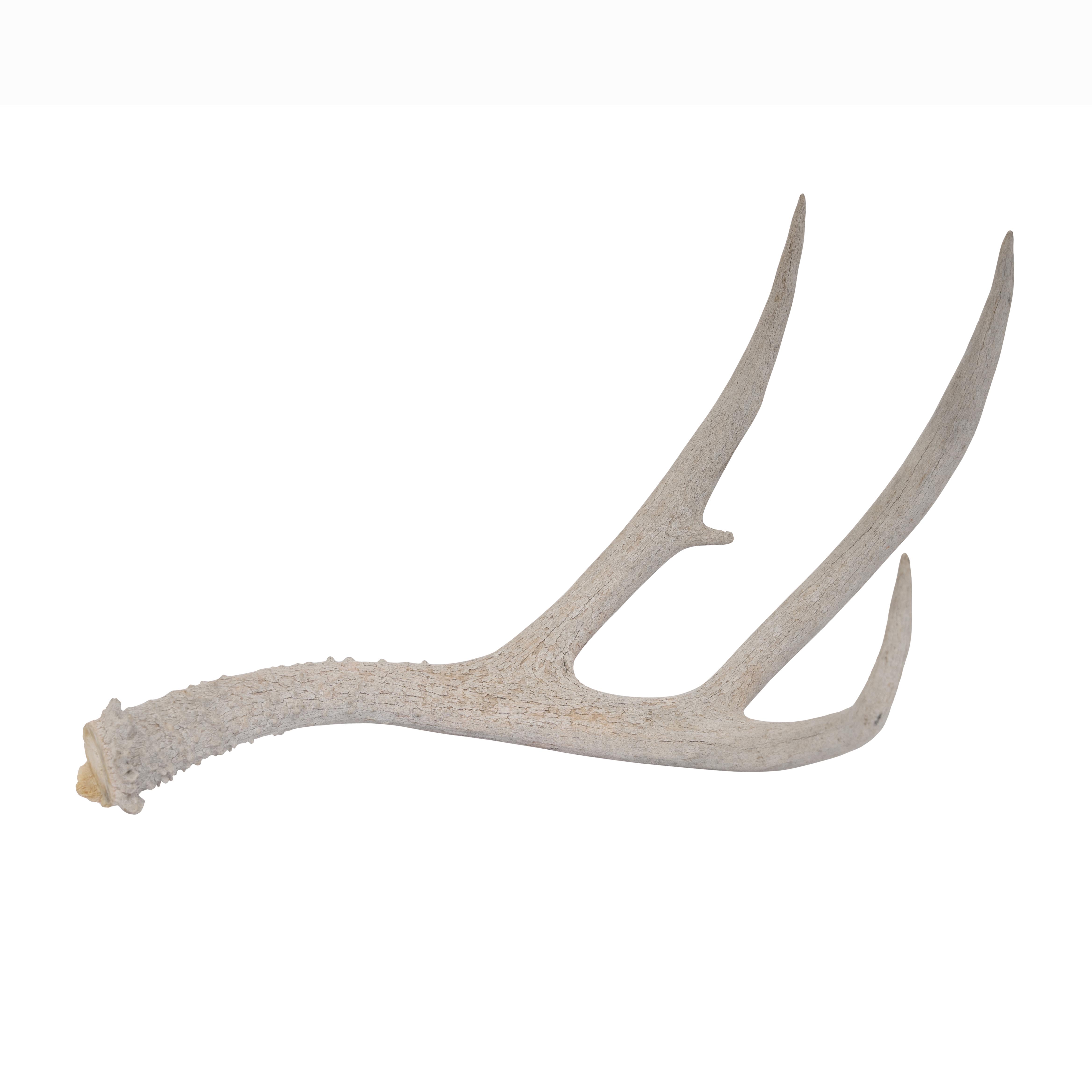 Deer Antler