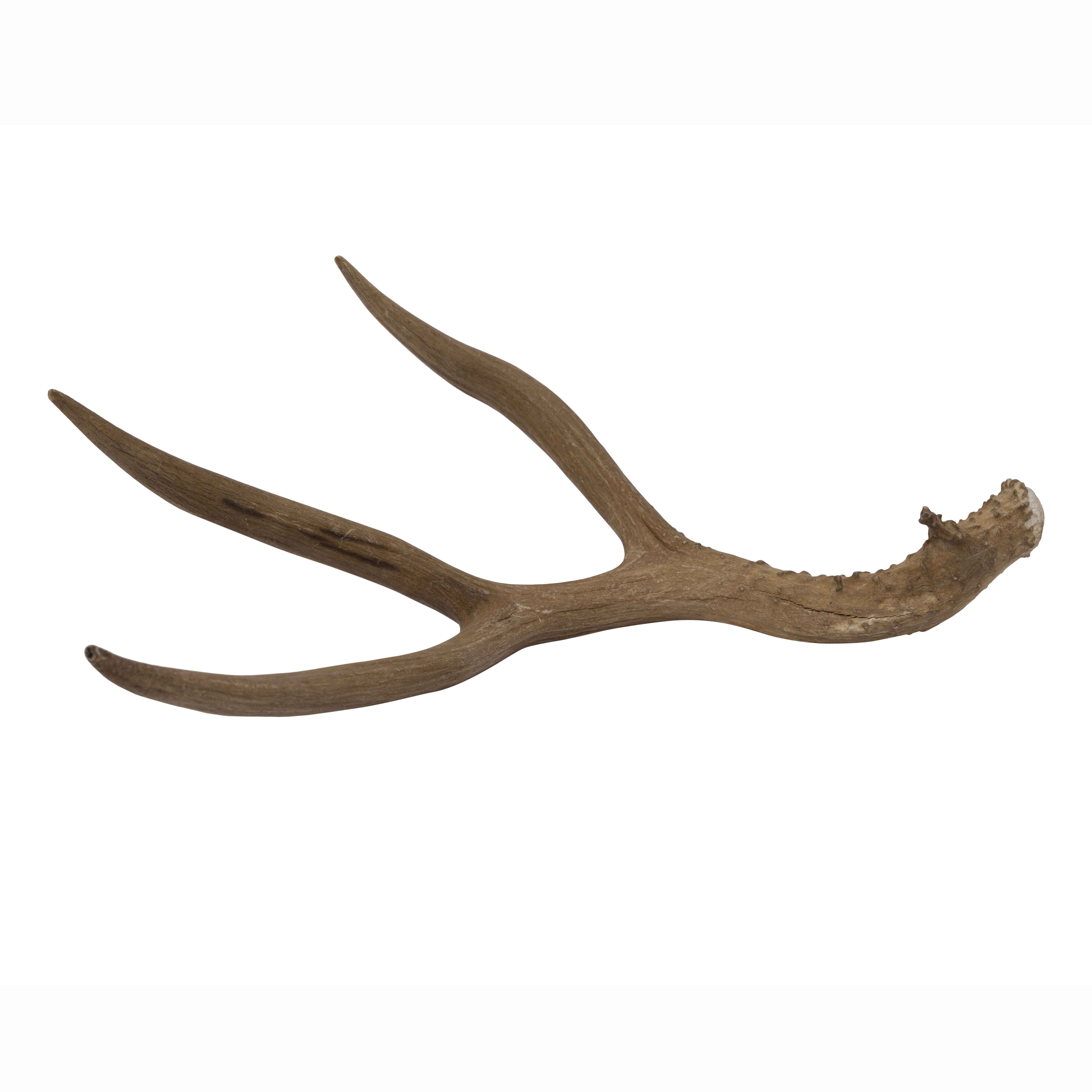 Deer Antler