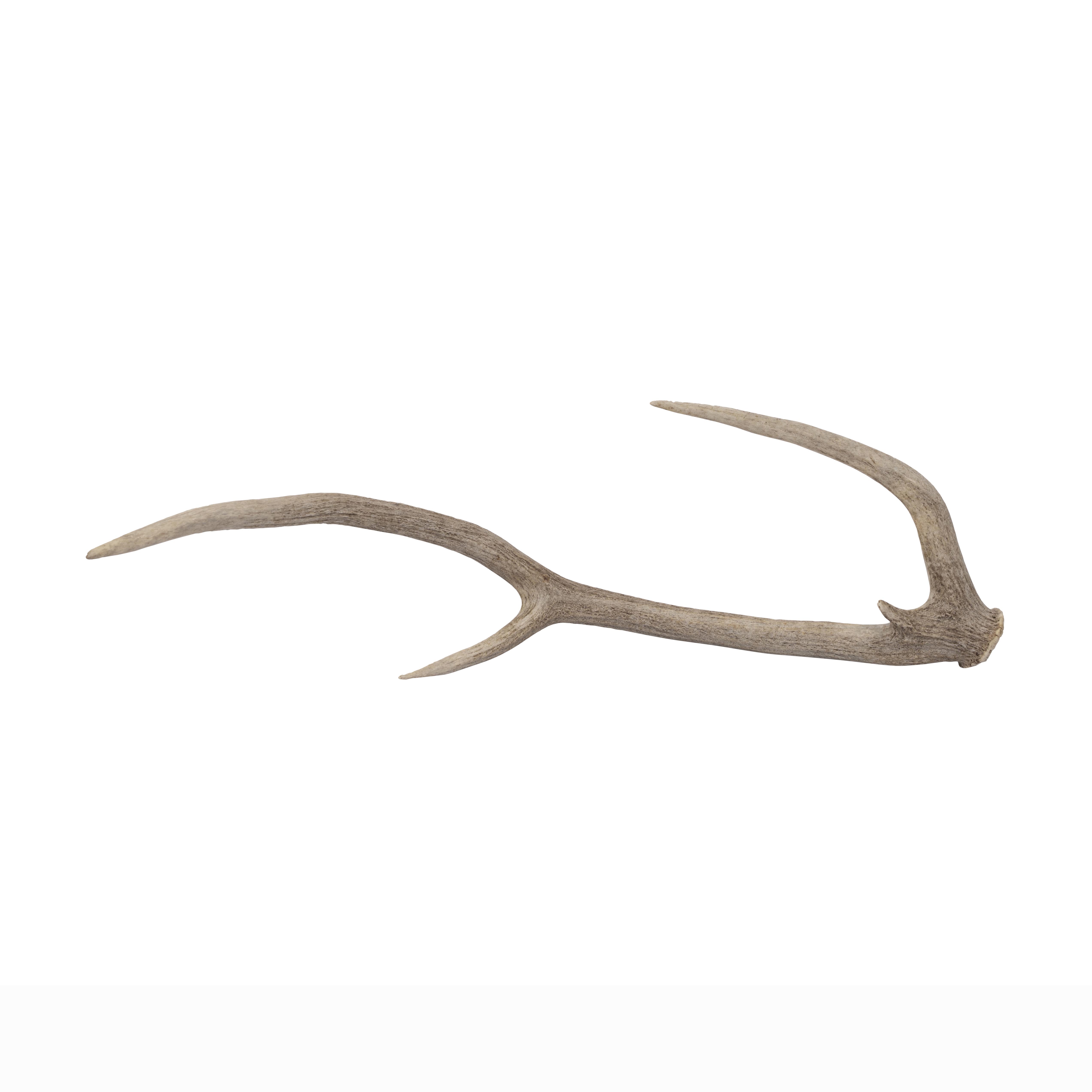 Axis Antler