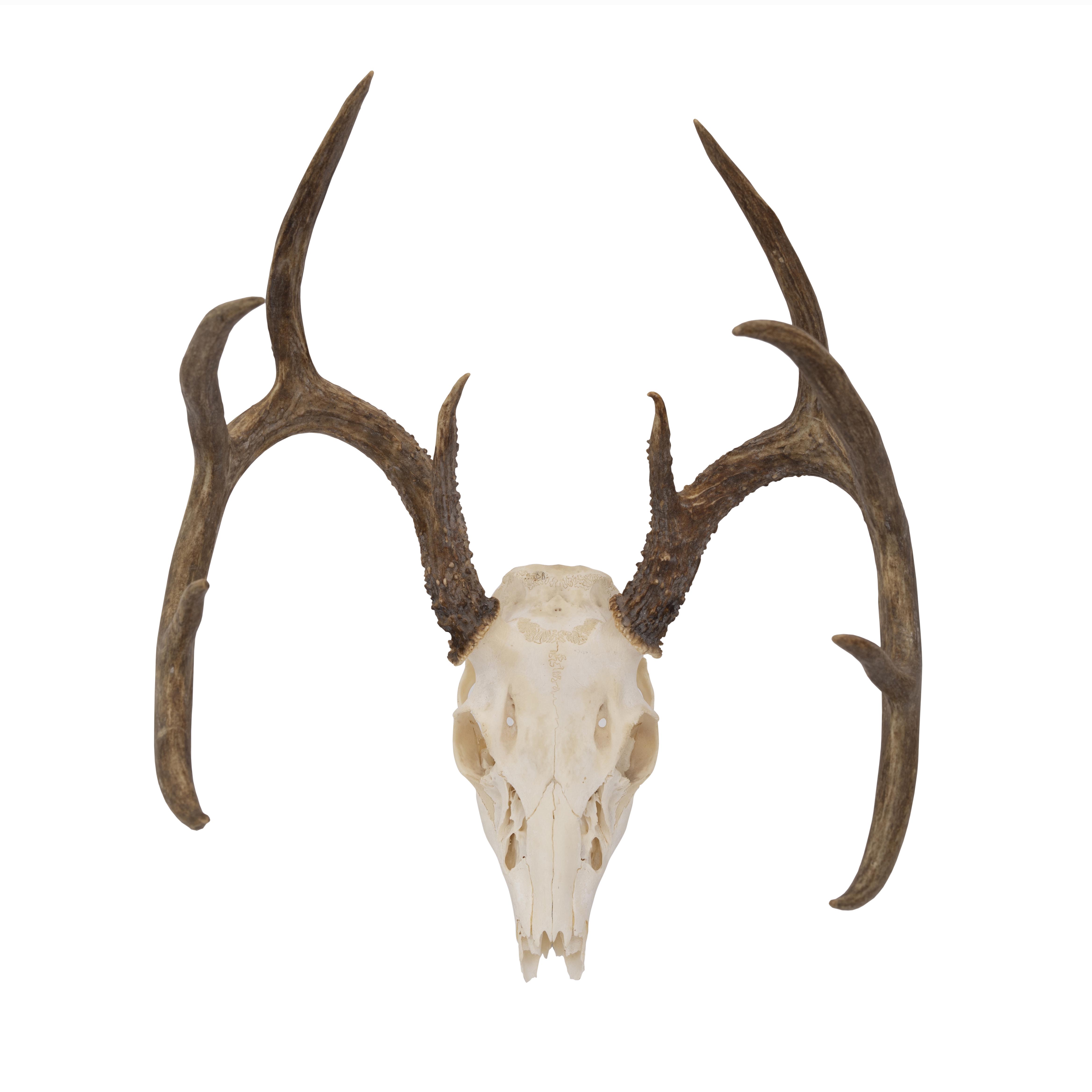 Deer Skull