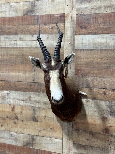 Blesbok