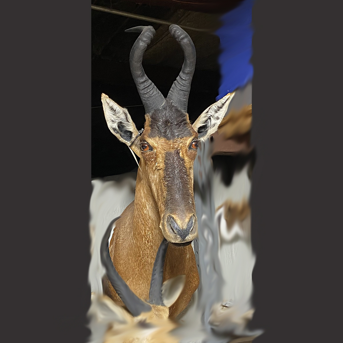 Red Hartebeest