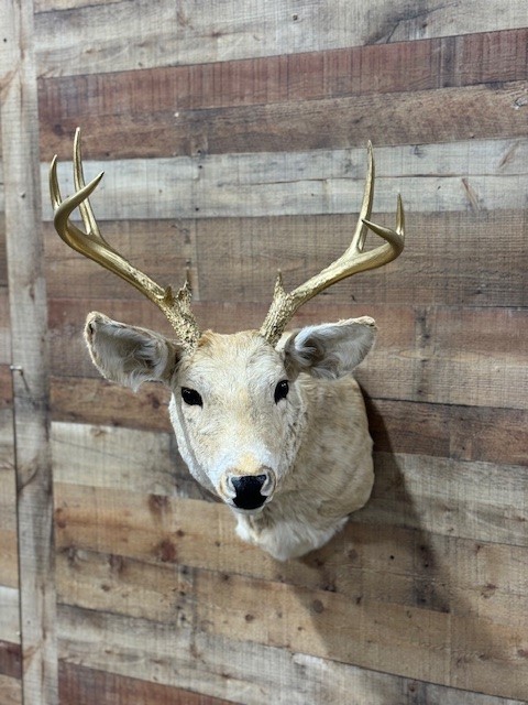 Bleached Whitetail