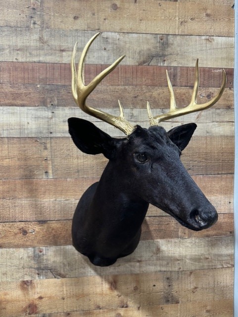 Dyed Whitetail