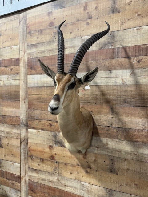 Gazelle