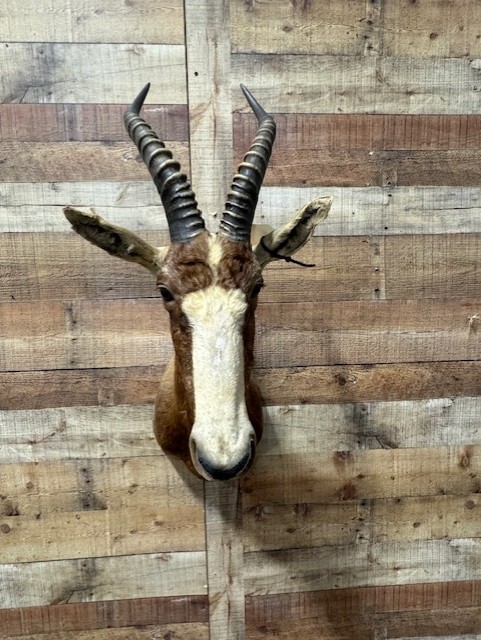 Hartebeest