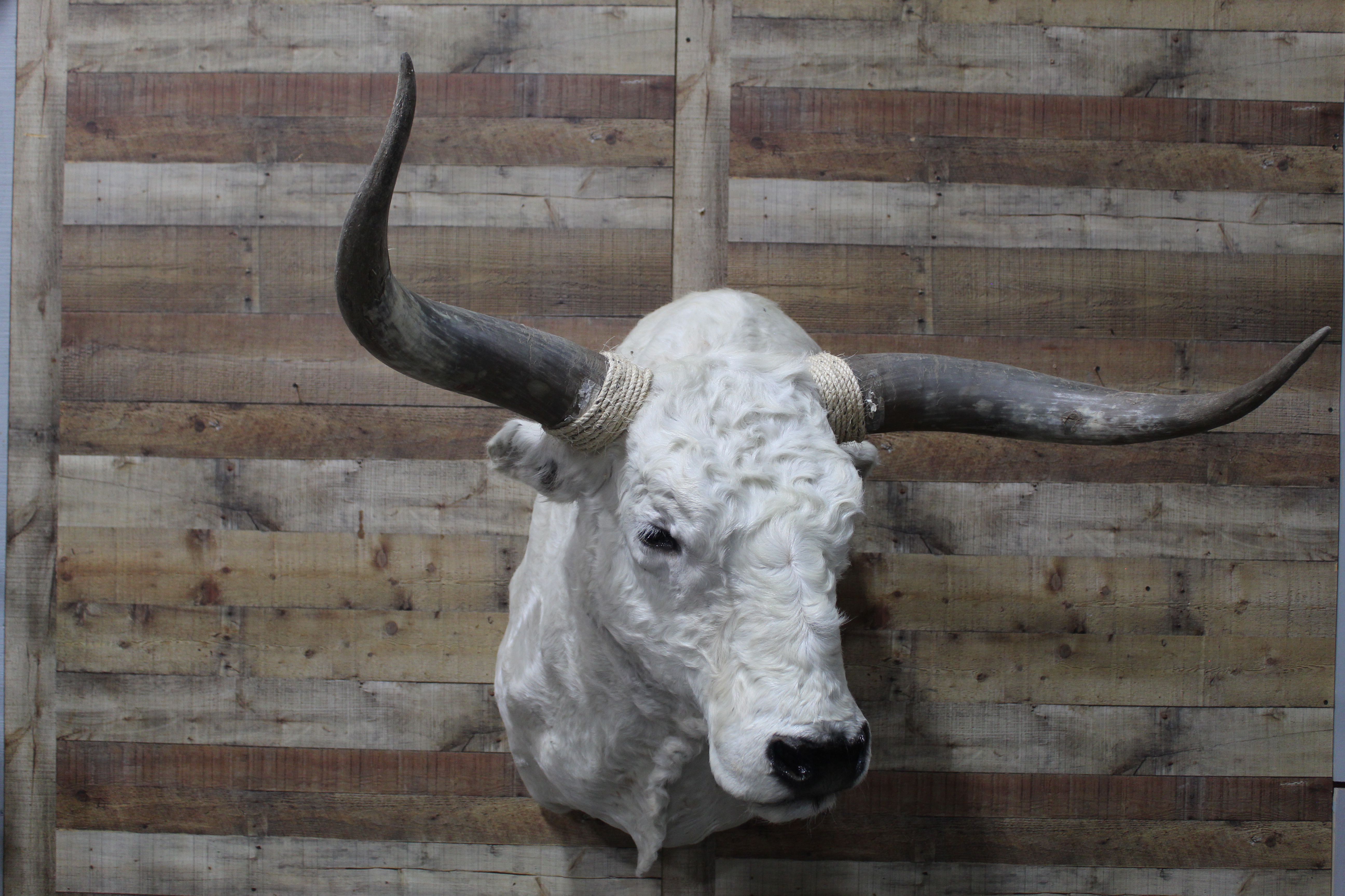 Longhorn Mount