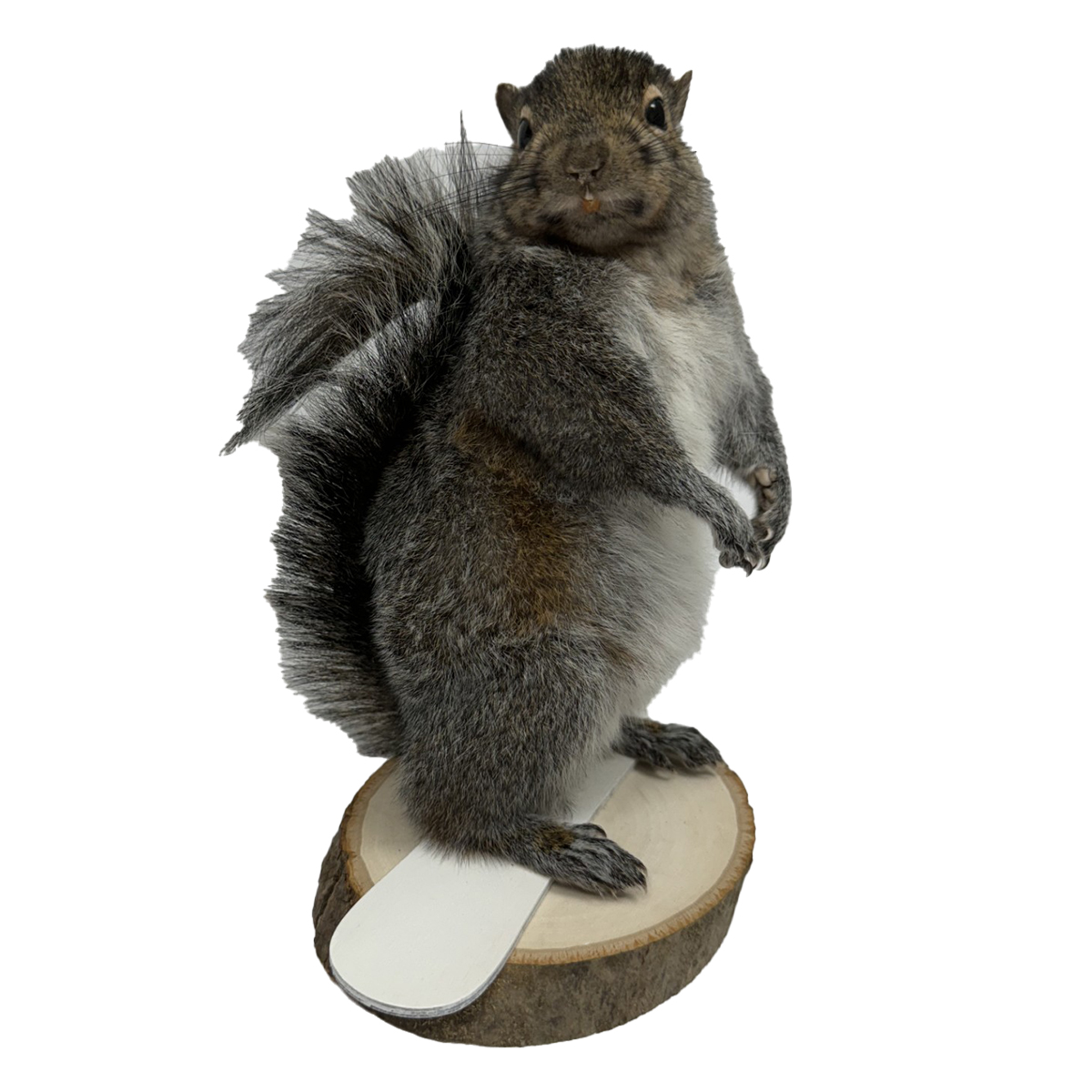 Snowboarding Squirrel