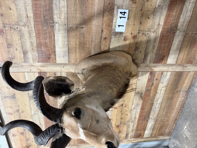 Kudu