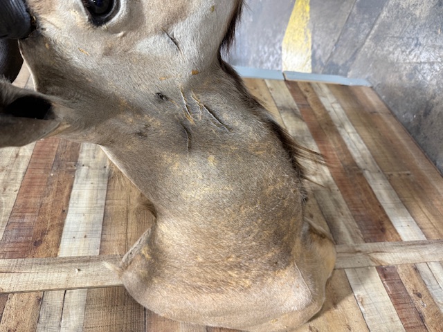 Kudu