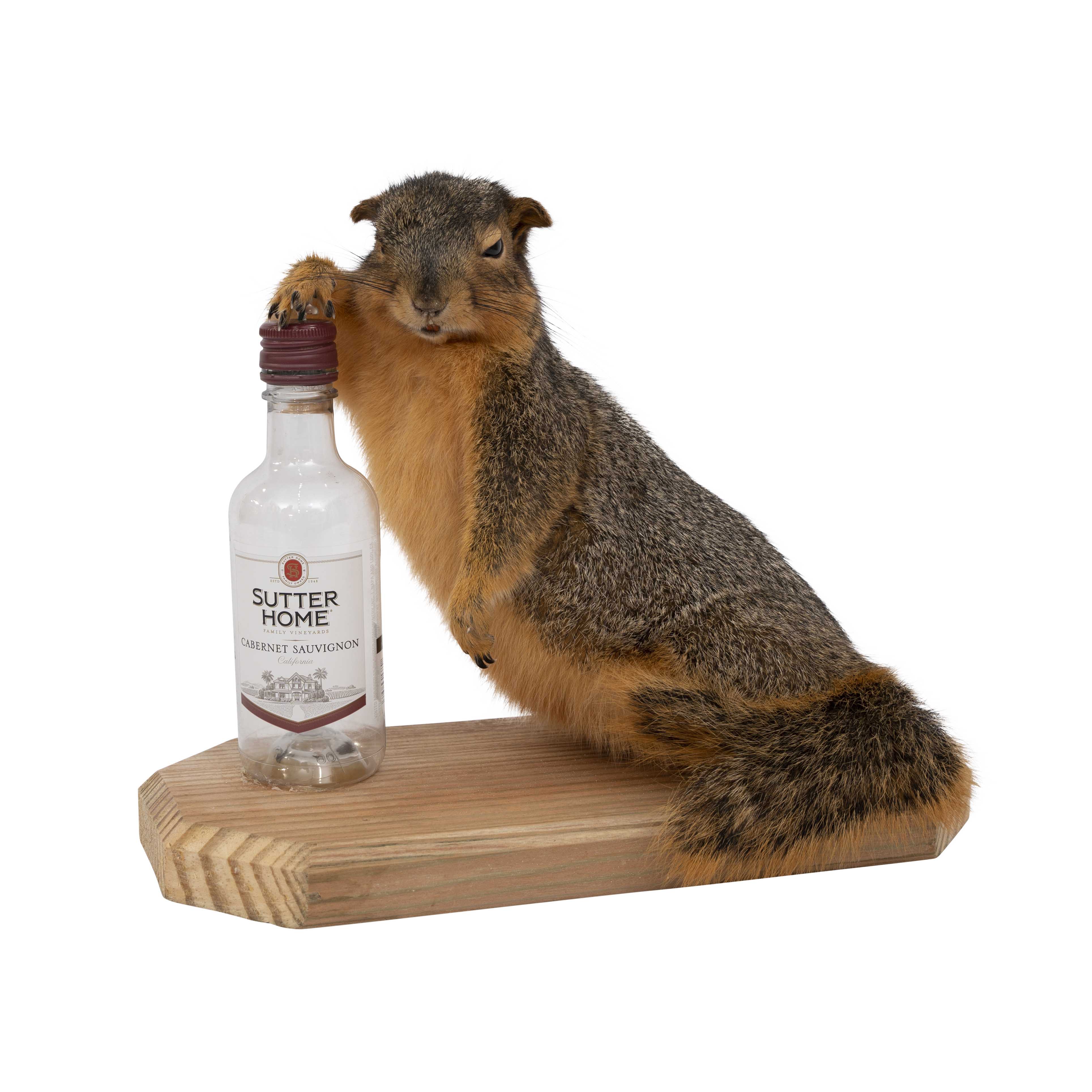 Drunk Squirrel