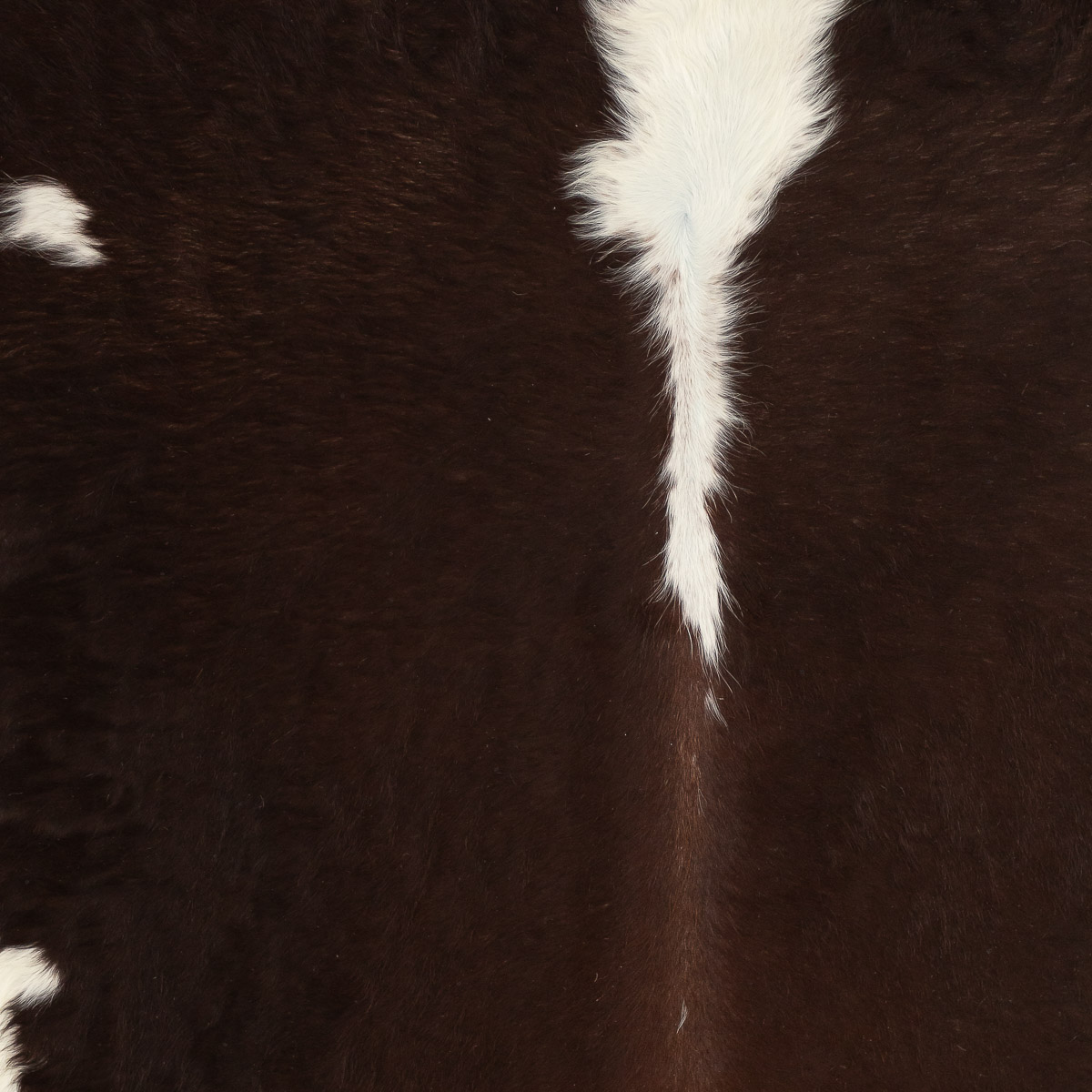 MD Hereford