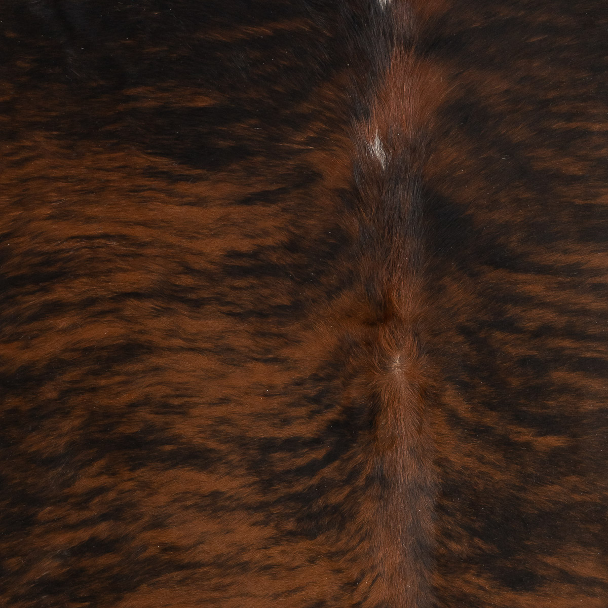 MD Brindle