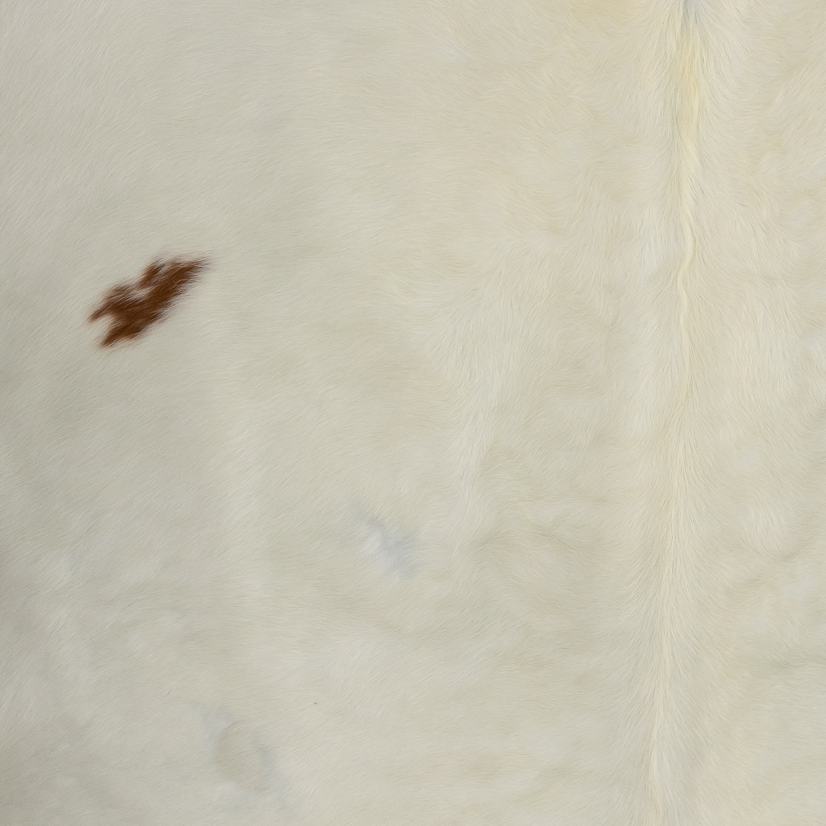 MD Light Brown & White