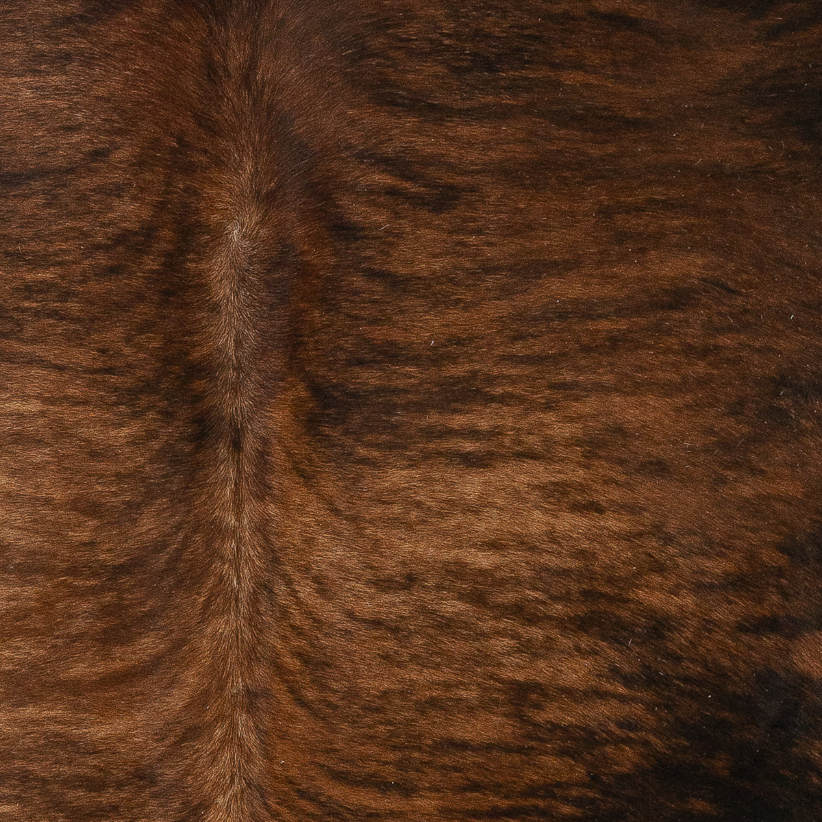 MD Brindle