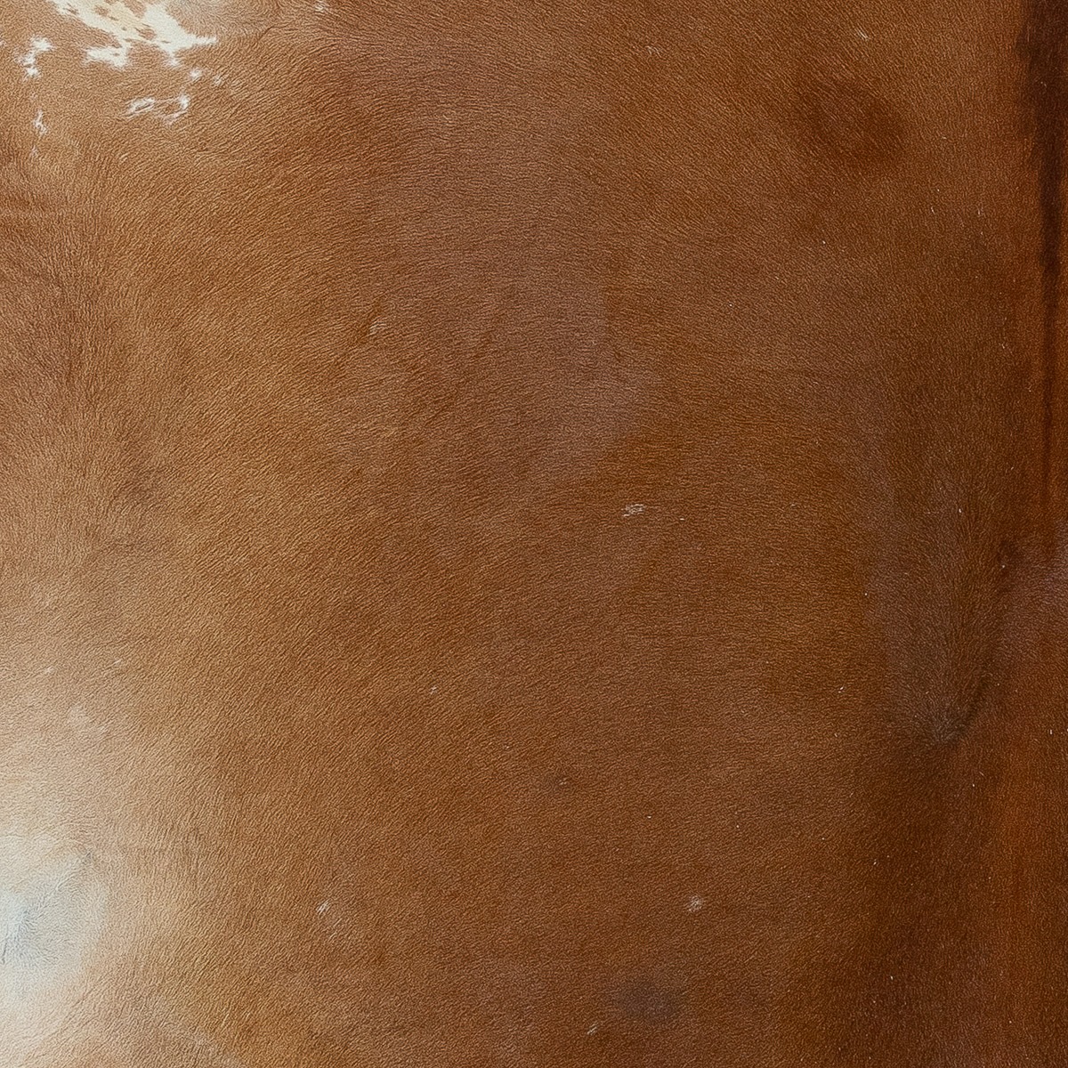 MD Brown