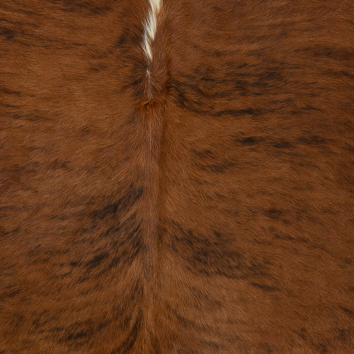 XL Brindle