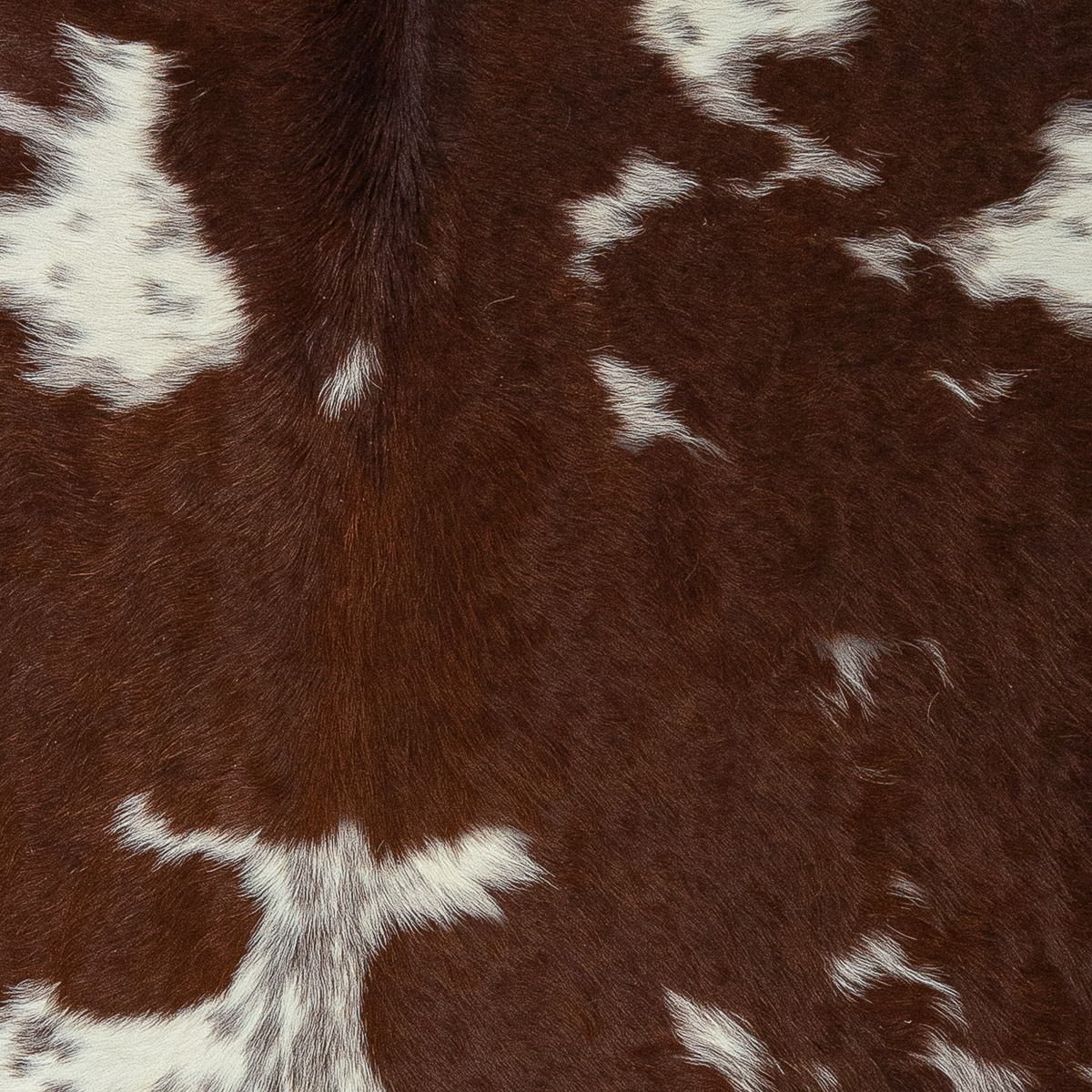 XL Brown & White