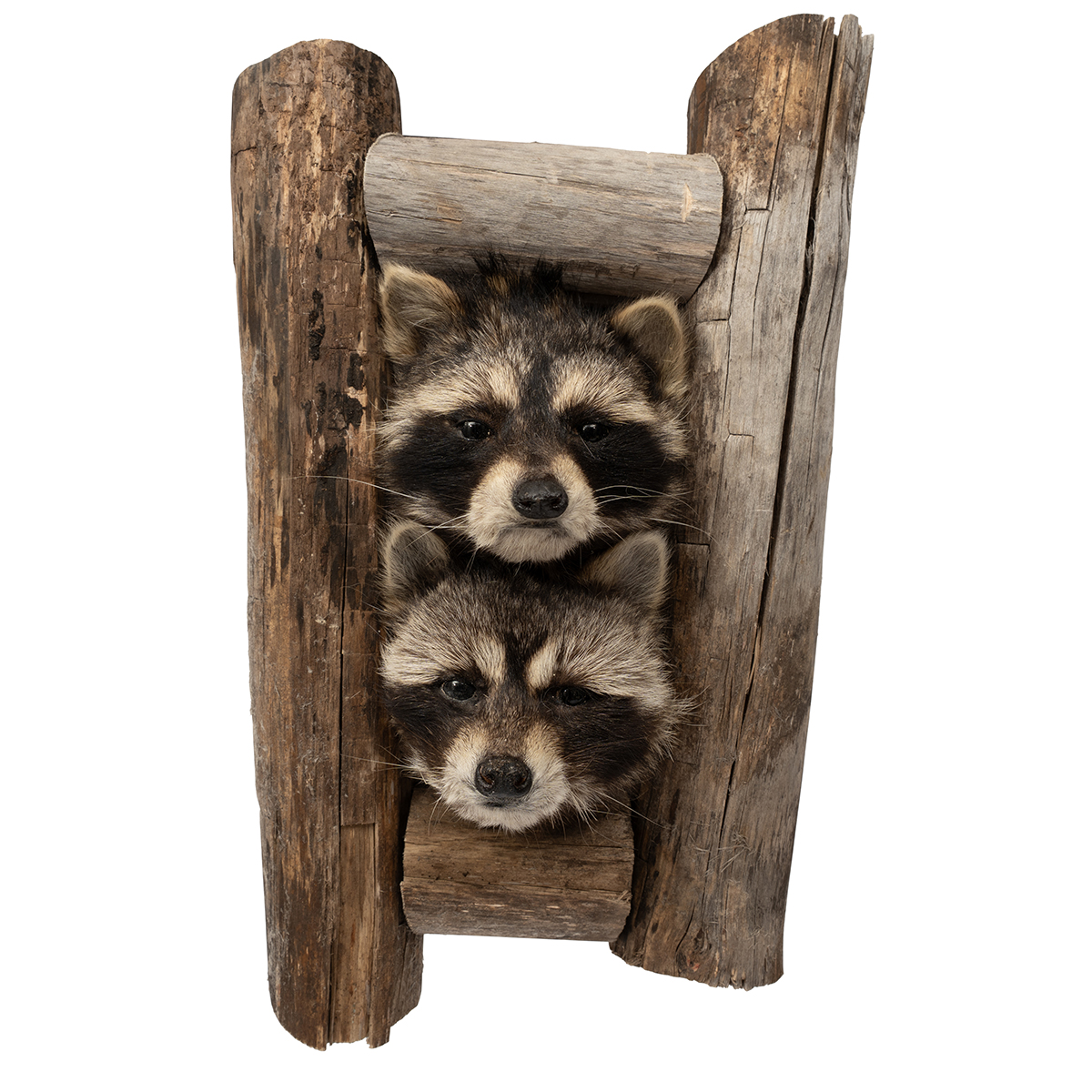 Raccoons in Log