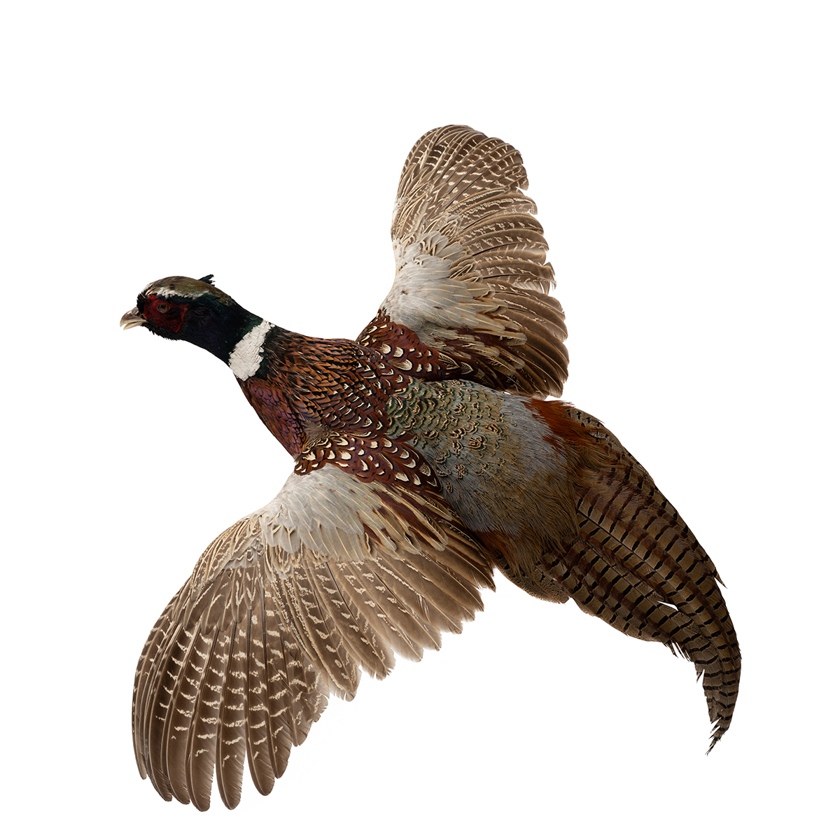 Pheasant