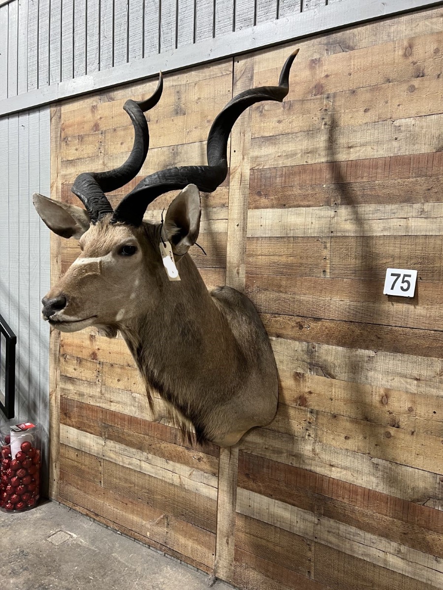 Kudu