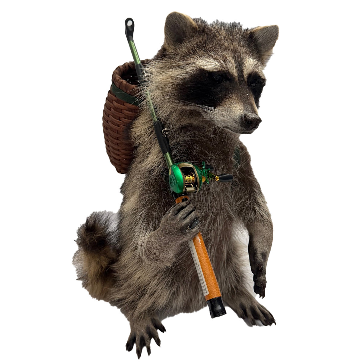 Fishing Raccoon