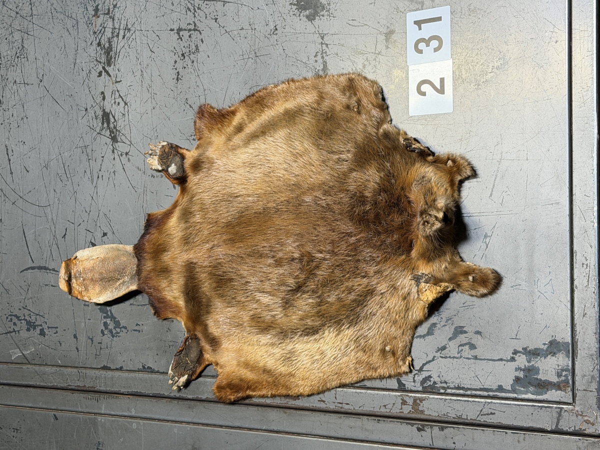 Beaver Hide