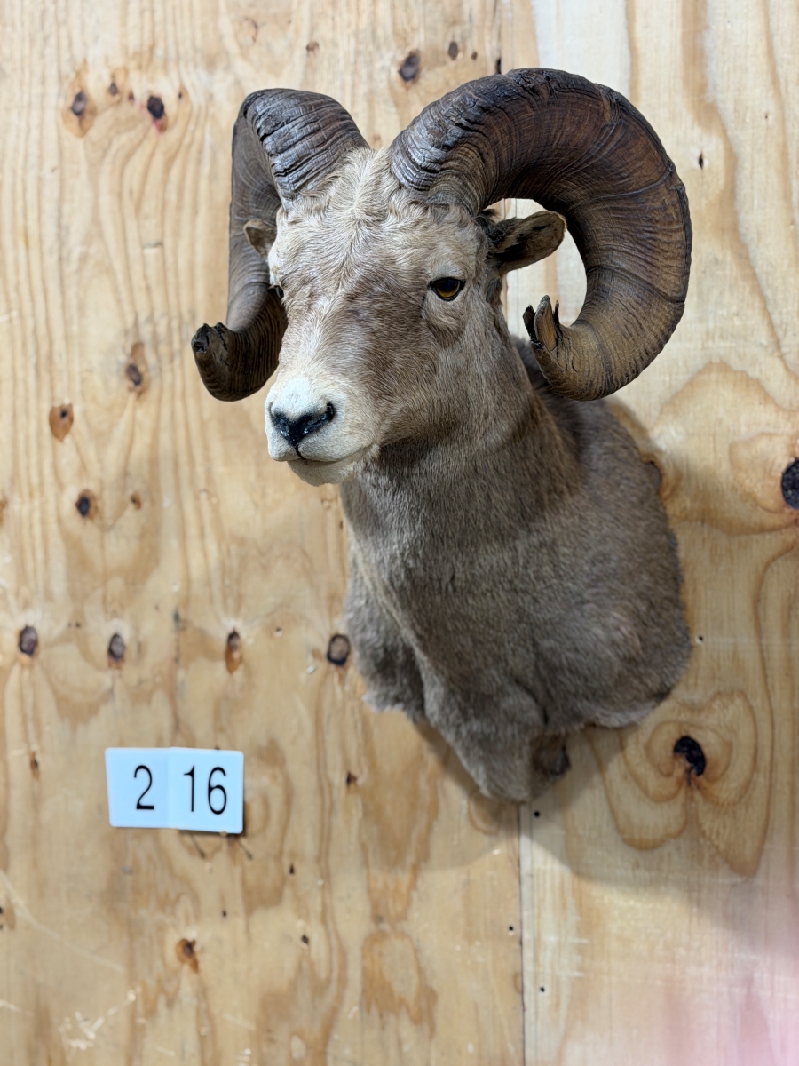 Big Horn Sheep