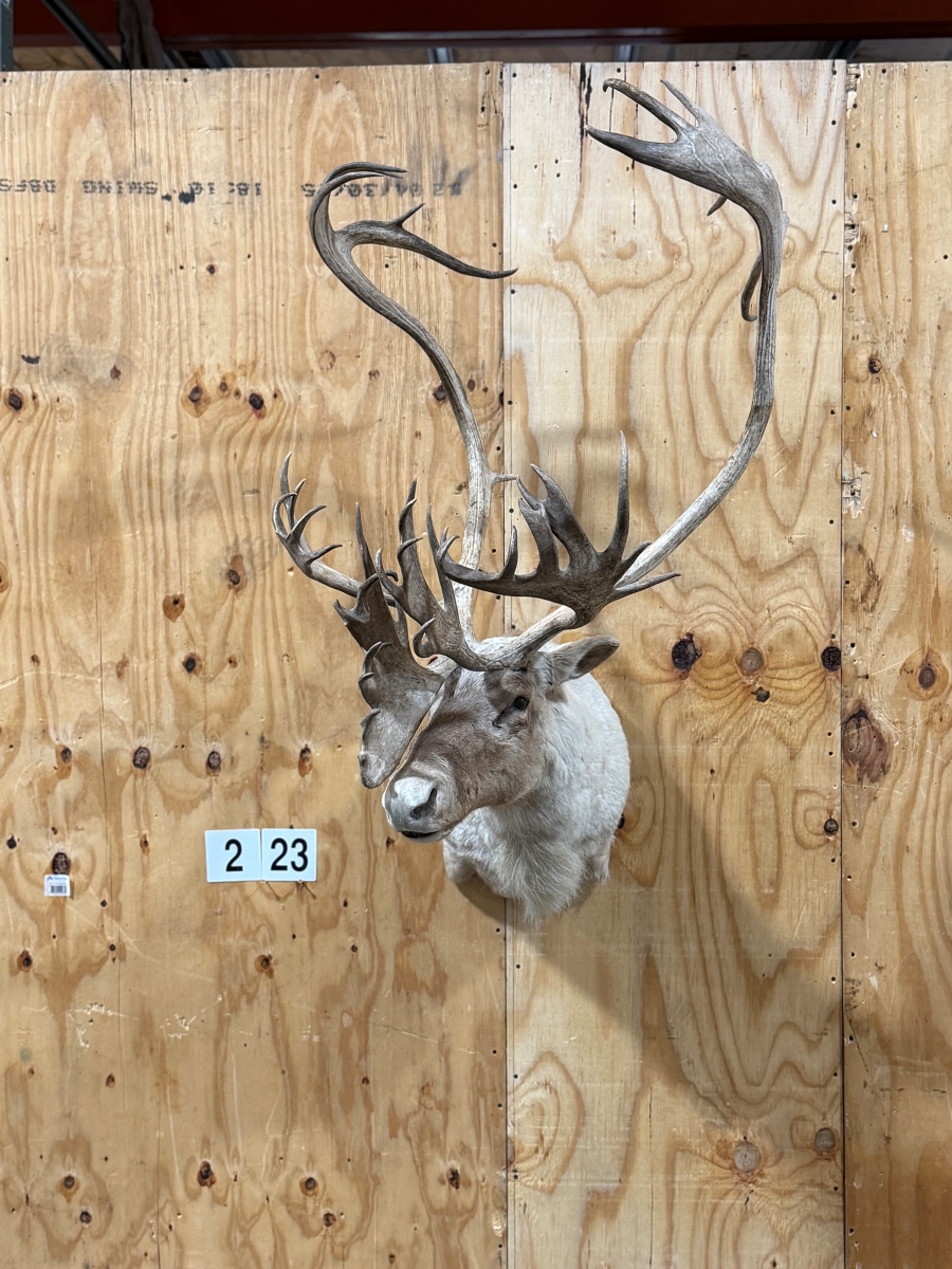 Caribou